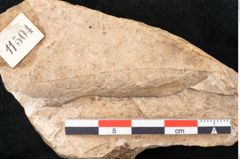 Foto (Detailansicht) von Plantae indet.  (NHMW-GEO-2024-0188-11504)